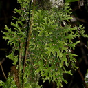 lichen-green-foliose-White-Pine-Reserve-10-06-2011-IMG 2337