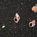 shells-on-Whirinaki-black-basalt-pebble-beach-10-06-2011-IMG 8412
