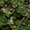 Marchantia-sp-with-gemmae-cups-thallose-liverwort-Abel-Tasman-coast-track-2013-06-07-IMG_8039.jpg