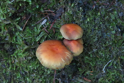 brown-russet-mushroom-Abel-Tasman-coast-track-2013-06-07-IMG 1220