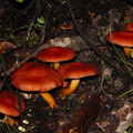 brown-russet-mushroom-Abel-Tasman-coast-track-2013-06-07-IMG_8020.jpg