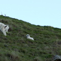 goats-and-kid-Glenduan-Track-2013-06-07-IMG_1177.jpg