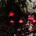 red-fungi-Abel-Tasman-coast-track-2013-06-07-IMG_1199.jpg