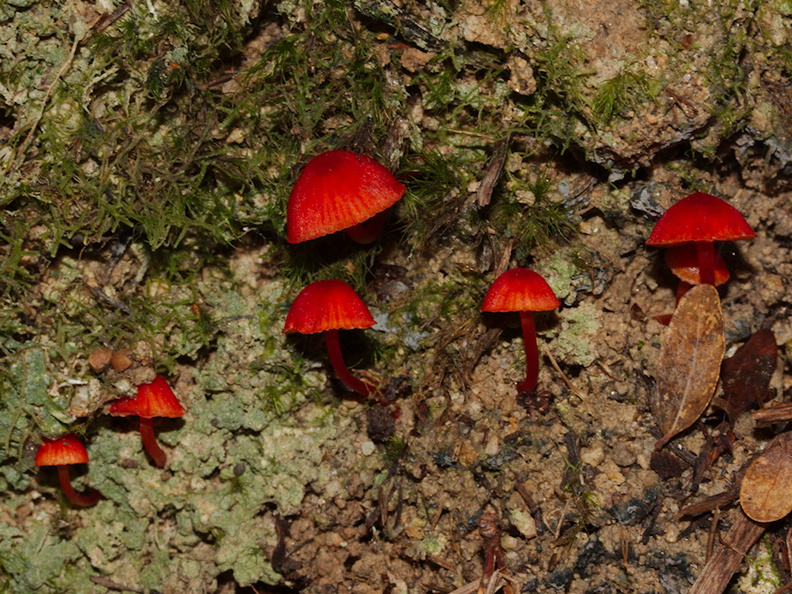 red-fungi-Abel-Tasman-coast-track-2013-06-07-IMG_7975.jpg