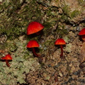 red-fungi-Abel-Tasman-coast-track-2013-06-07-IMG_7975.jpg