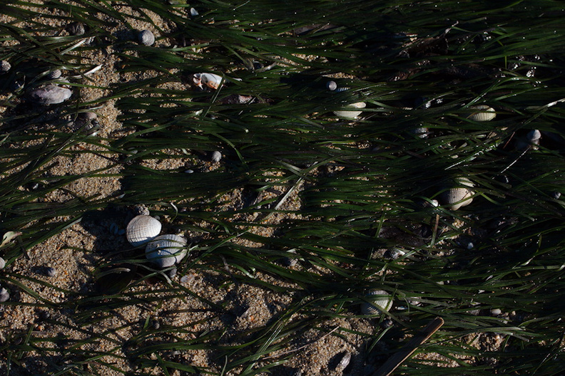 seagrass-bed-Marahau-Beach-at-low-tide-2013-06-06-IMG_7954.jpg