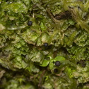 Fossombromia-foliose-liverwort-Tasman-Lookout-Piha-21-07-2011-IMG 3111