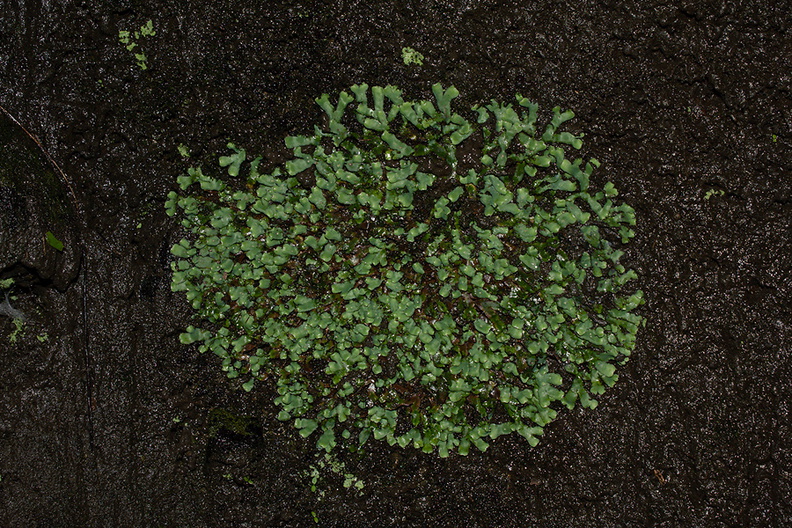 Riccia-sp-thallose-liverwort-Pohutukawa-Glade-Karekare-22-07-2011-IMG_3129.jpg