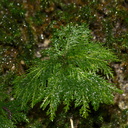 Canalohypopterygium-tamariscinum-indet-umbrella-moss-Natural-Bridge-gorge-Mangapohue-2013-06-21-IMG 8412