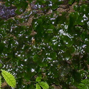 Monoclea-forsteri-thallose-liverwort-Natural-Bridge-gorge-Mangapohue-2013-06-21-IMG 8364