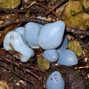 Weraroa-sp-virescens-blue-ascomycete-fungus-Timber-Track-Pureore-2013-06-22-IMG 1858