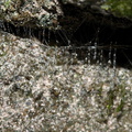 glowworm-beaded-traps-Natural-Bridge-gorge-Mangapohue-2013-06-21-IMG 8379