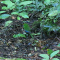 yellow-crowned-parakeet-kakariki-Cyanoramphus-auriceps-Timber-Track-Pureore-2013-06-22-IMG_1818.jpg
