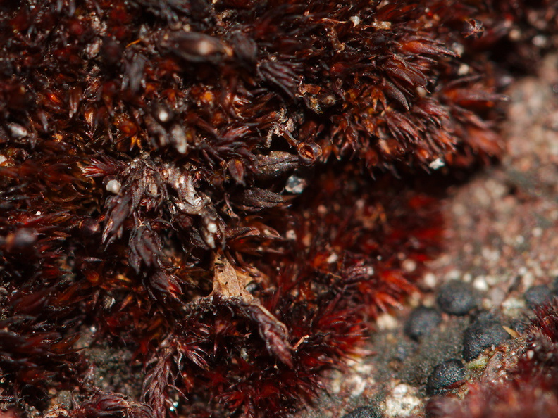 Andreaea-rupestris-red-lantern-moss-valvate-capsules-near-ski-area-Tongariro-2015-11-05-IMG_2521.jpg