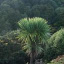 Cordyline-australis-cabbage-tree-SH47-25-06-2011-IMG 2536