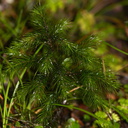 Dendroligotrichum-dendroides-giant-moss-Taranaki-Falls-trail-Tongariro-24-06-2011-IMG 2509