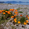 Eschscholtzia-California-poppies-at-mouth-of-Hinemaia-Stream-2015-11-07-IMG_6358.jpg