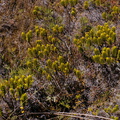 Hebe-shrubs-with-perfect-distichous-leaves-Silica-Rapids-Track-Tongariro-2015-11-02-IMG_6204.jpg