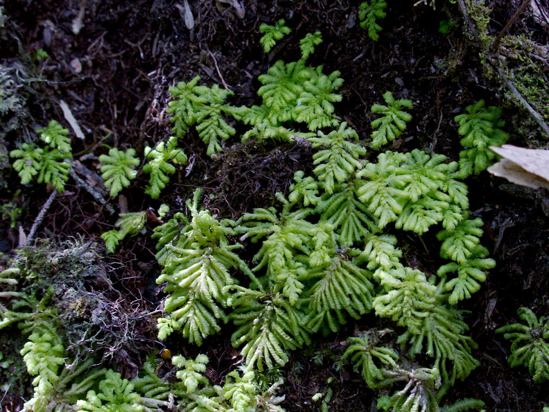 Hypopterygium-sp-umbrella-moss-Tongariro-River-Walk-2015-10-31-IMG_6116.jpg