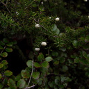 Leptecophylla-juniperina-mingimingi-white-berries-shrub-Taranaki-Falls-trail-Tongariro-24-06-2011-IMG 8816