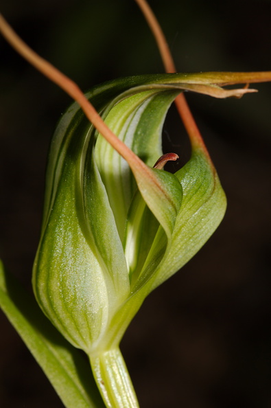 Pterostylis-cf-banksiae-greenhood-orchid-Tongariro-River-Walk-2015-10-31-IMG_2351.jpg