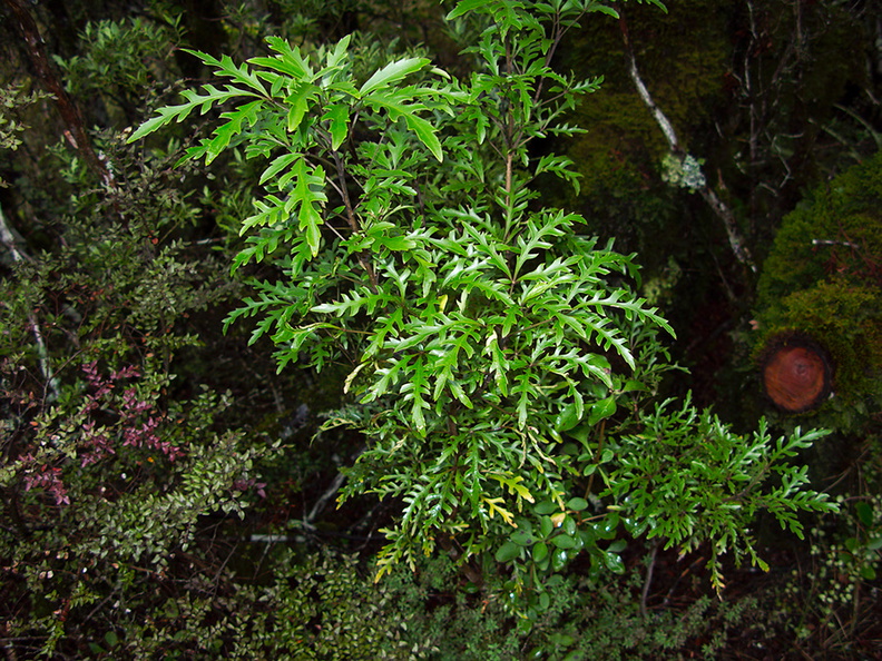 Raukaua-edgerleyi-juvenile-dissected-leaves-Taranaki-Falls-trail-Tongariro-24-06-2011-IMG_8788.jpg