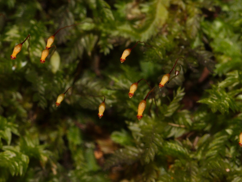 Rhizogonium-bifarium-moss-Lake-Rotapounamou-Tongariro-2015-11-01-IMG_2387.jpg