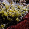Rhynchomitrium-lanuginosum-and-Andreaea-rupestris-red-lantern-moss-valvate-capsules-near-ski-area-Tongariro-2015-11-05-IMG_6243_v2.jpg