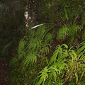 Sticherus-cunninghamia-umbrella-fern-Silica-Rapids-trail-Tongariro-23-06-2011-IMG 8762