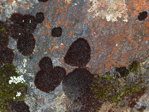 black-moss-on-red-rocks-Taranaki-Falls-trail-Tongariro-24-06-2011-IMG 2524