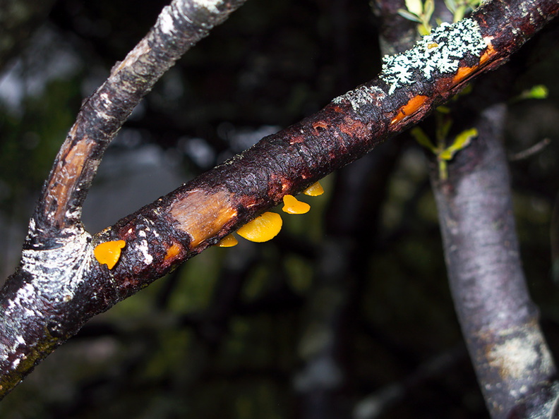 bracket-fungus-tiny-yellow-ascomycete-Taranaki-Falls-trail-Tongariro-24-06-2011-IMG 8815