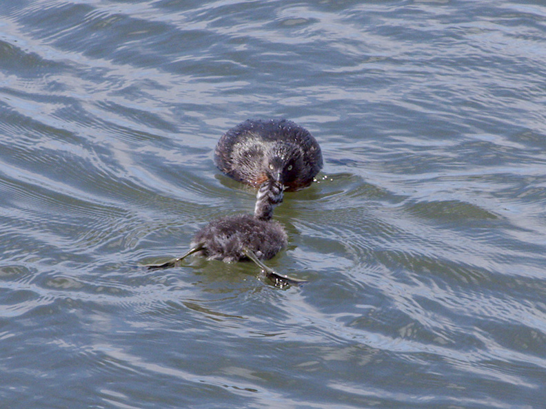 dabchick-being-fed-by-parents-Tokaanu-boat-launch-Taupo-2015-11-05-IMG_6289.jpg