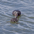 dabchick-being-fed-by-parents-Tokaanu-boat-launch-Taupo-2015-11-05-IMG_6289.jpg