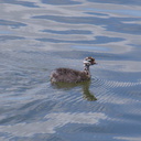 dabchick-being-fed-by-parents-Tokaanu-boat-launch-Taupo-2015-11-05-IMG 6294