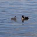 dabchick-being-fed-by-parents-Tokaanu-boat-launch-Taupo-2015-11-05-IMG 6296