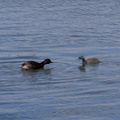 dabchick-being-fed-by-parents-Tokaanu-boat-launch-Taupo-2015-11-05-IMG_6301.jpg