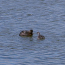 dabchick-being-fed-by-parents-Tokaanu-boat-launch-Taupo-2015-11-05-IMG 6302