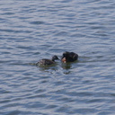 dabchick-being-fed-by-parents-Tokaanu-boat-launch-Taupo-2015-11-05-IMG 6309