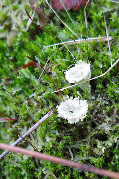 dixie-cup-lichen-in-moss-near-Tongariro-River-Turangi-2017-07-16-IMG_8591.jpg