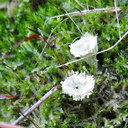 dixie-cup-lichen-in-moss-near-Tongariro-River-Turangi-2017-07-16-IMG 8591