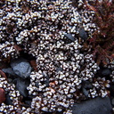indet-cushion-plant-tiny-densely-hairy-leaves-Taranaki-Falls-trail-Tongariro-24-06-2011-IMG 8789