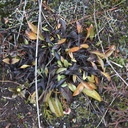 indet-white-flower-copper-leaves-Taranaki-Falls-trail-Tongariro-24-06-2011-IMG 2499