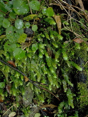 leafy-liverwort-Huka-Falls-07-06-2011-IMG 2326