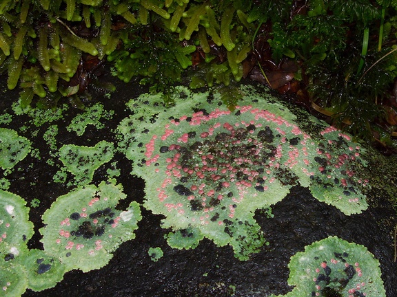 lichen-with-pink-fruiting-bodies-Taranaki-Falls-trail-Tongariro-24-06-2011-IMG 8796