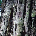Dacrydium-cupressinum-rimu-trunk-Jubilee-Track-Mt-Ngongotaha-Rotorua-27-06-2011-IMG 2552