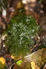 Hymenophyllum-filmy-ferns-Okere-Falls-05-06-2011-IMG 2257