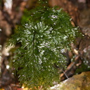 Hymenophyllum-filmy-ferns-Okere-Falls-05-06-2011-IMG 2257