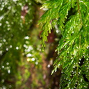 Hymenophyllum-filmy-ferns-Okere-Falls-05-06-2011-IMG 8196