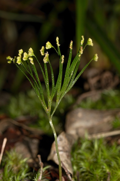 Schizaea-dichotoma-comb-fern-Rainbow-Mtn-2013-06-29-IMG_8611.jpg