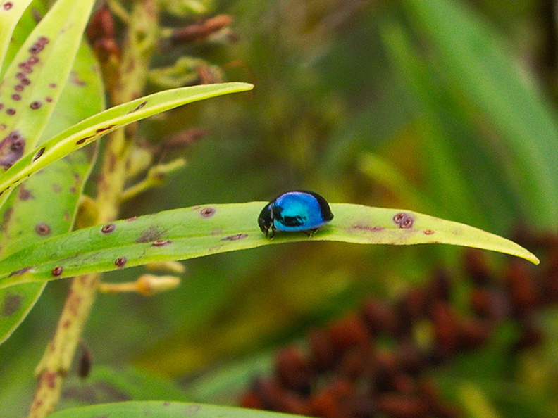 beetle-cobalt-blue-mirror-Te-Paupo-beach-Lake-Okataina-06-06-2011-IMG_8290.jpg